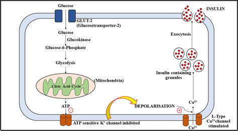 beta cells secrete|Regulation of Insulin Synthesis and Secretion and Pancreatic Beta.
